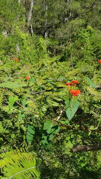 Image of Ipomoea cholulensis Kunth