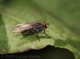 صورة Neodexiopsis paulistensis Albuquerque 1956