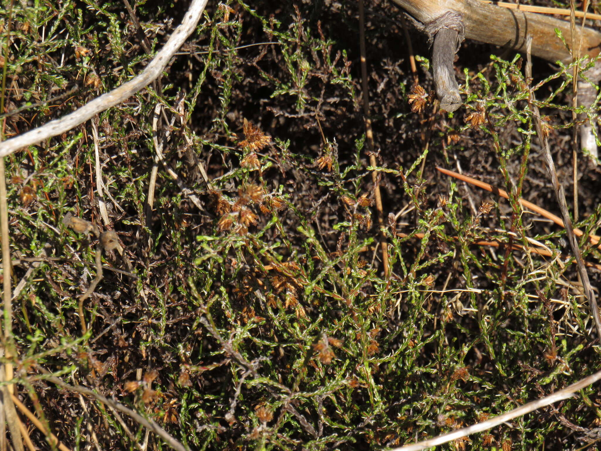 Слика од Elytropappus scaber (L. fil.) Druce