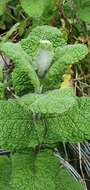 Imagem de Mentha rotundifolia (L.) Huds.