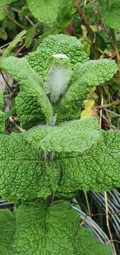 Imagem de Mentha rotundifolia (L.) Huds.