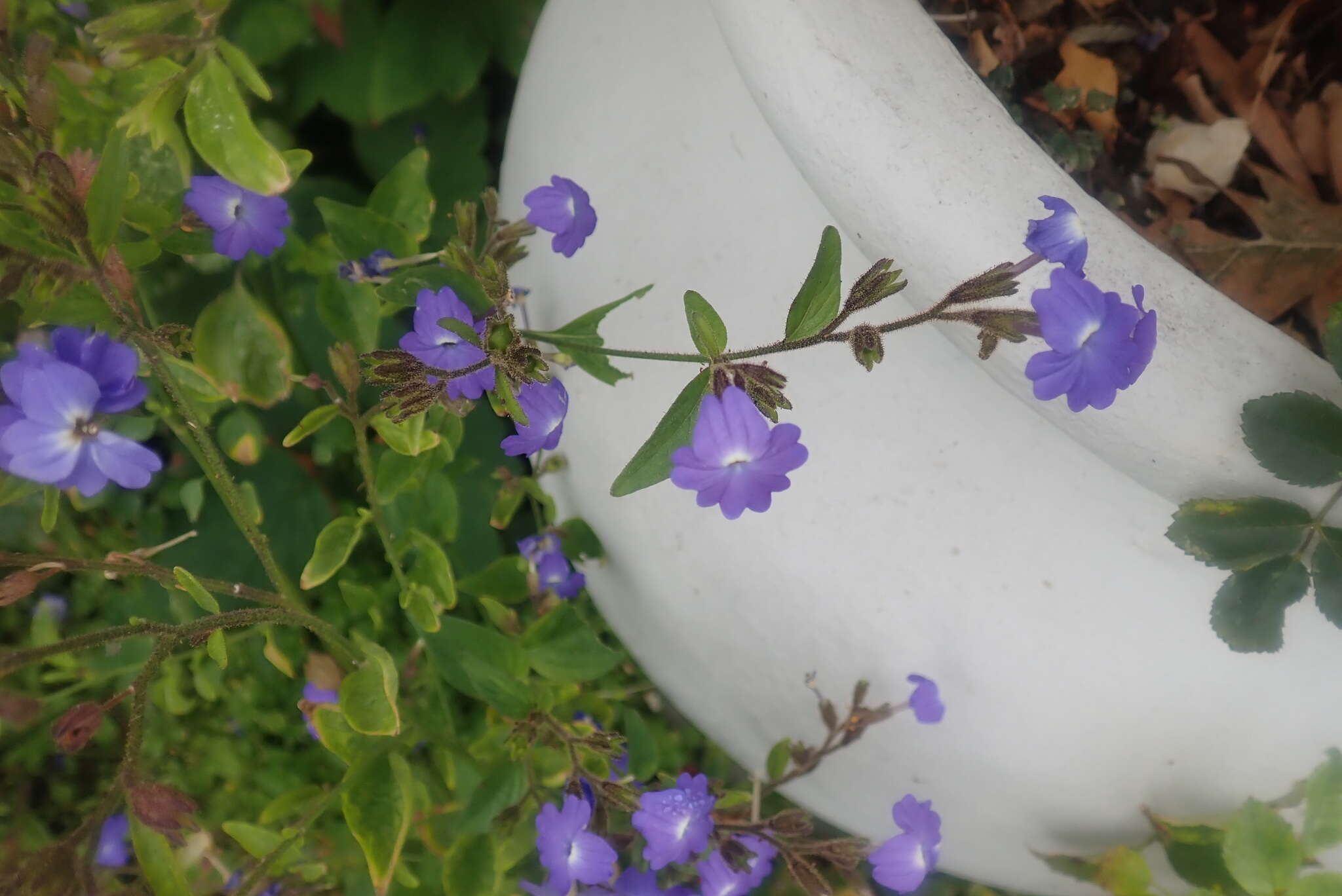 Image of Jamaican forget-me-not