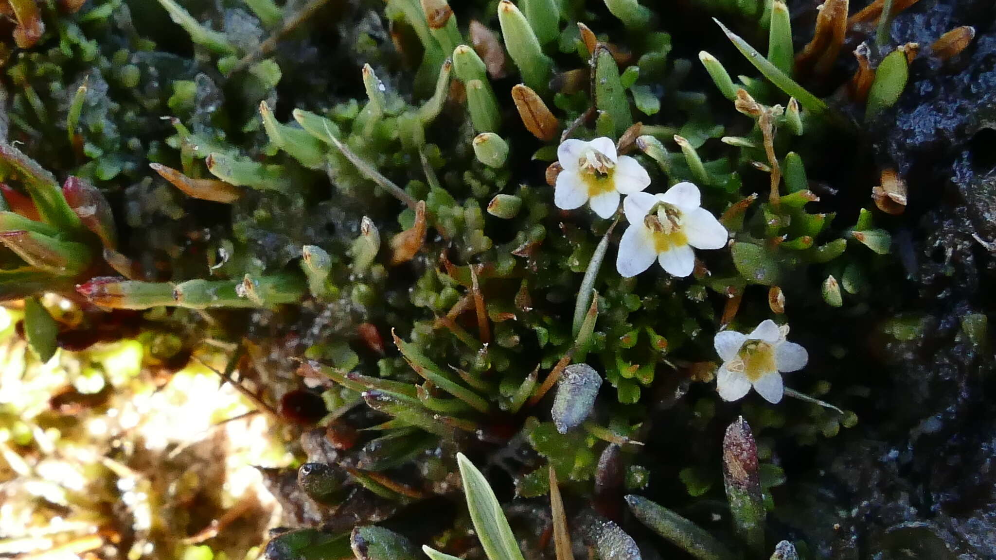 Imagem de Euphrasia repens Hook. fil.