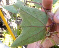 Image de Passiflora rubra L.