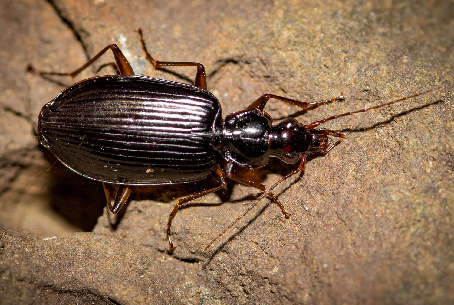 Image of Platynus (Batenus) cincticollis (Say 1823)