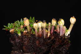 Image of Azorella diapensioides A. Gray