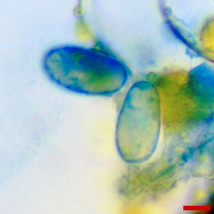 Erysiphe macrospora (Peck) U. Braun & S. Takam. 2000 resmi