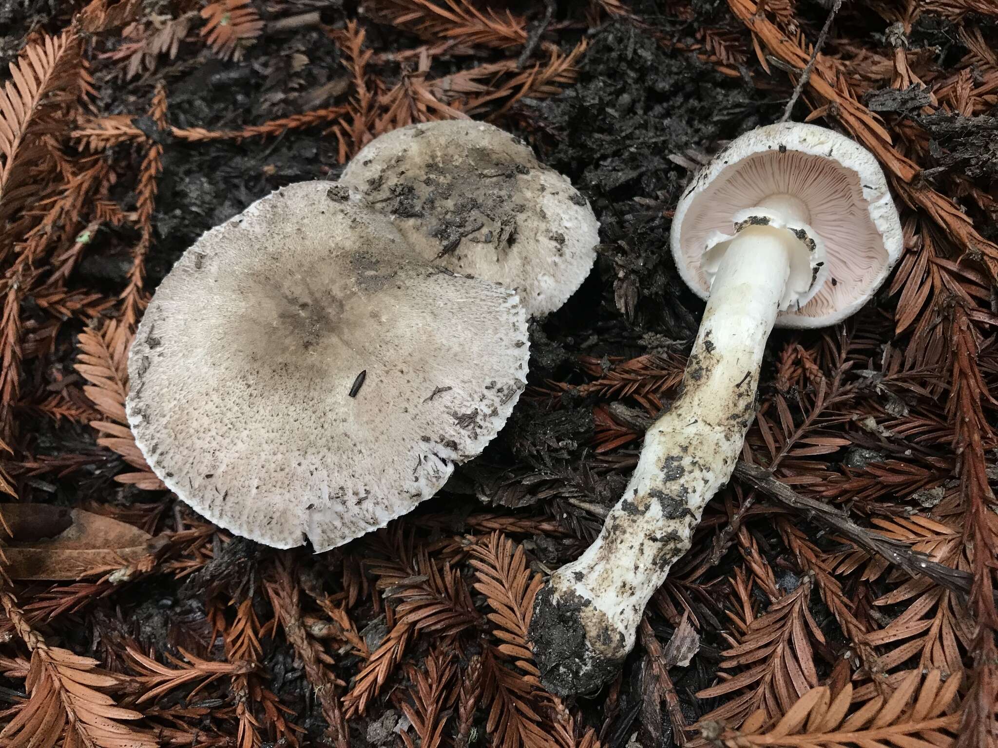 Image of Agaricus deardorffensis Kerrigan 2016