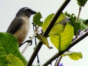 Image of Cinnamon-bellied Saltator