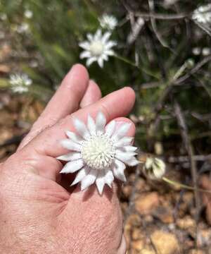 Imagem de Actinotus leucocephalus Benth.