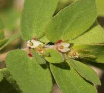 Image of Euphorbia indivisa (Engelm.) Tidestr.