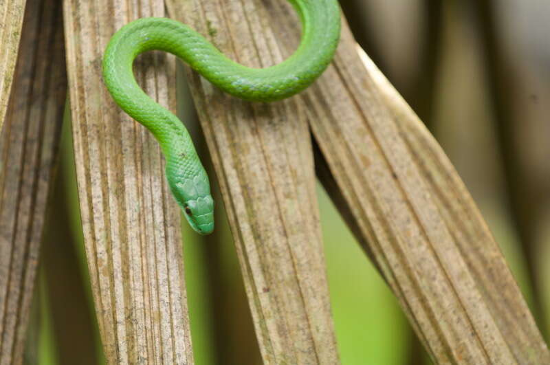 Image of Chlorosoma viridissimum (Linnaeus 1758)