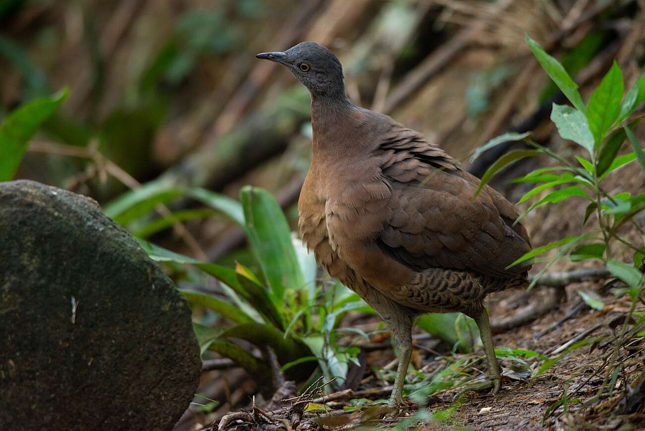 Image of Brown Tinamou