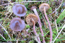 Image of Hypholoma myosotis (Fr.) M. Lange 1955