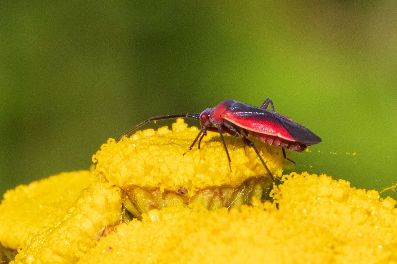 Lopidea instabilis (Reuter 1909)的圖片