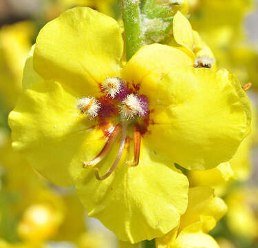 Image de Verbascum dentifolium Del.