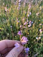 Image of Ixia rapunculoides Redouté