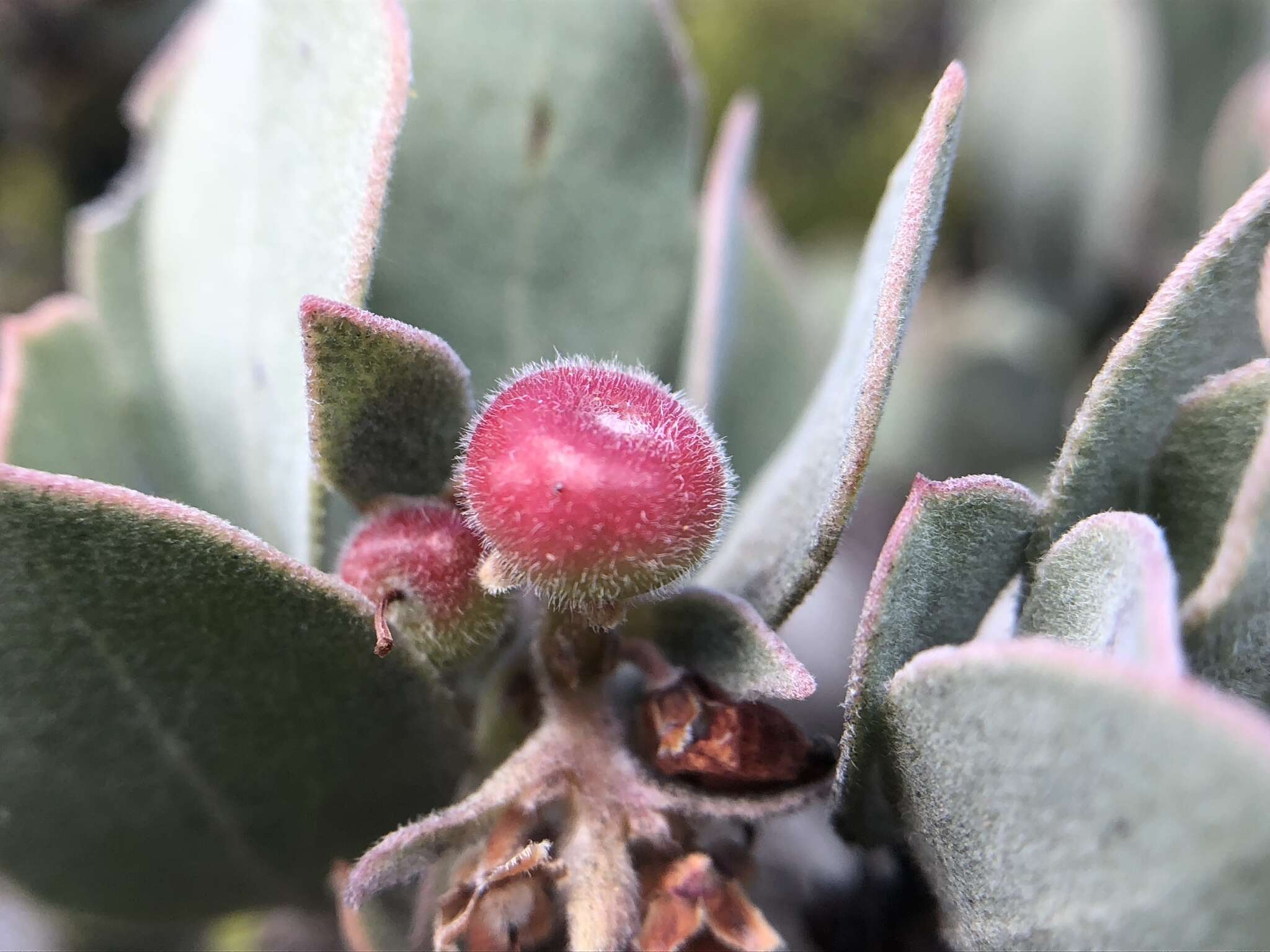 Image of hoary manzanita