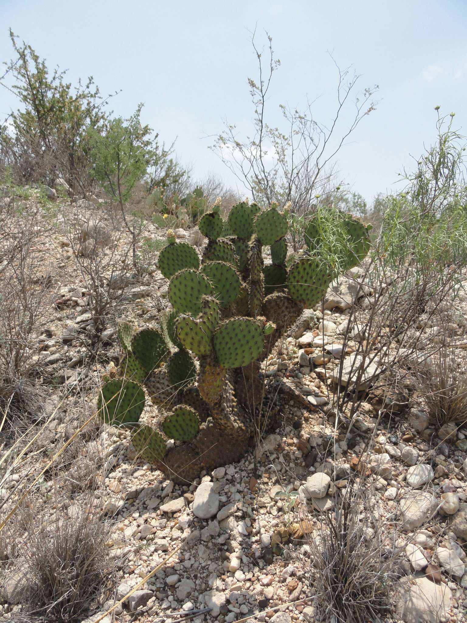 Sivun Opuntia strigil Engelm. kuva