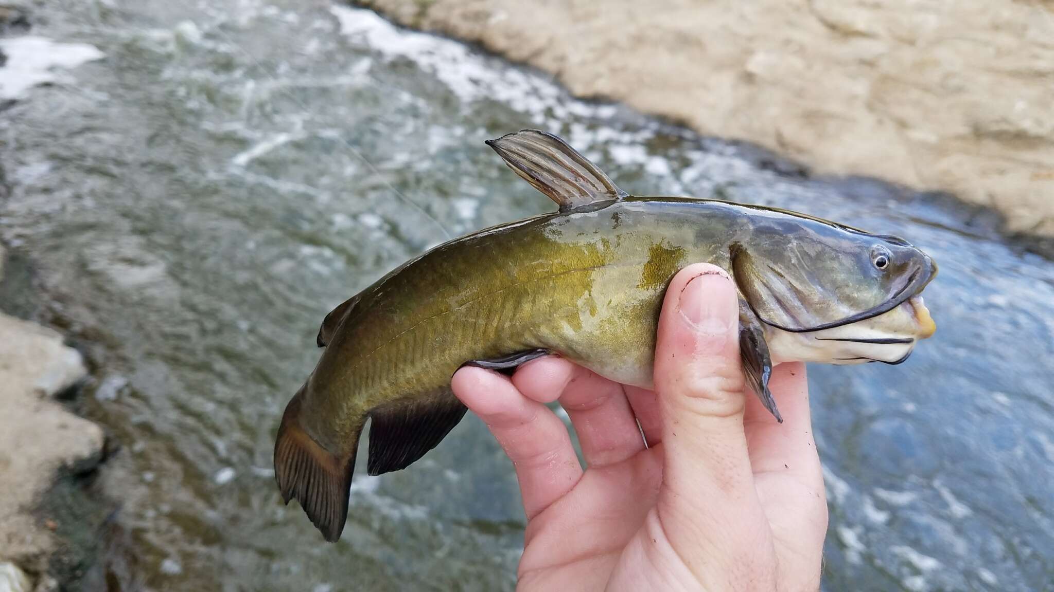 Image of Black Bullhead