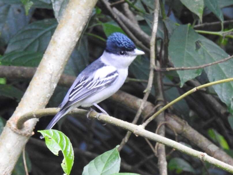 Image of Gray-collared Becard