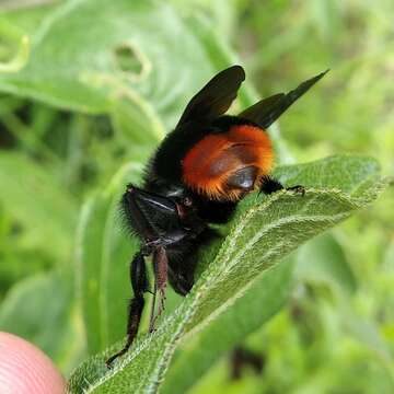 Image of Bombus diligens Smith 1861