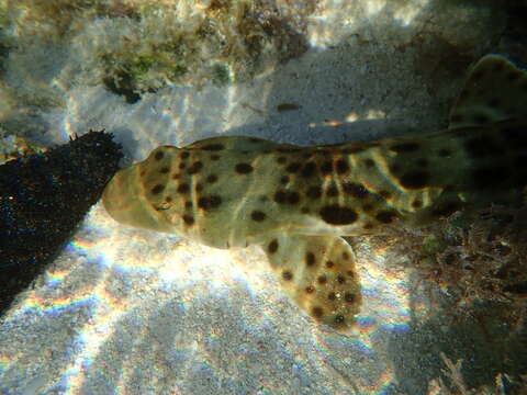 Image of epaulette sharks