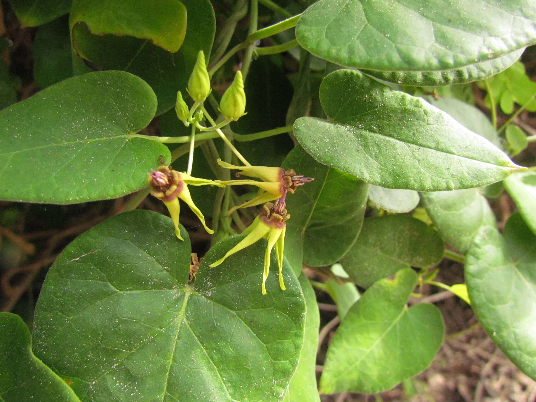 Image of Oxypetalum banksii Schult.