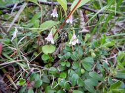 Image de Linnaea borealis L.