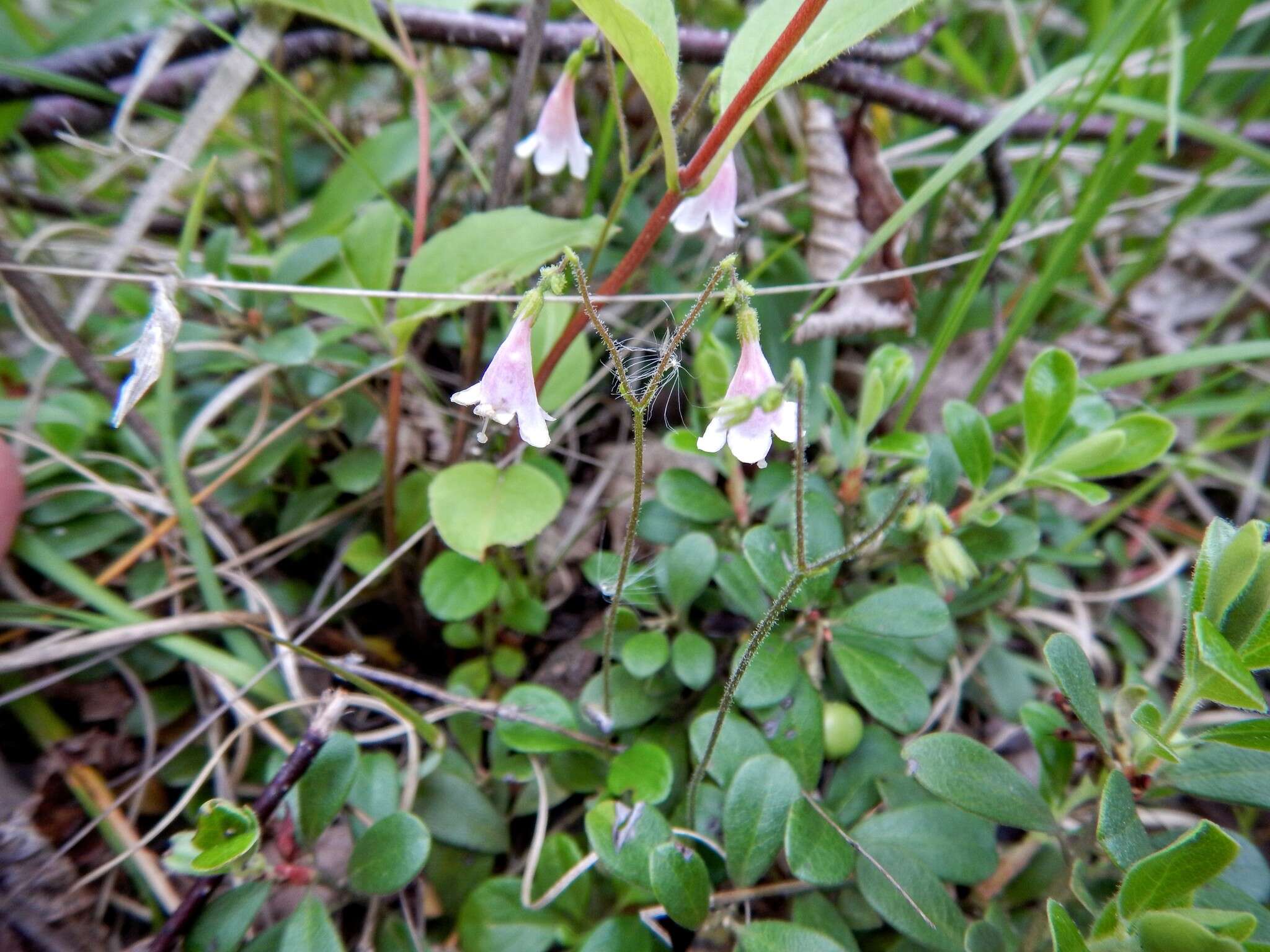 Image de Linnaea borealis L.