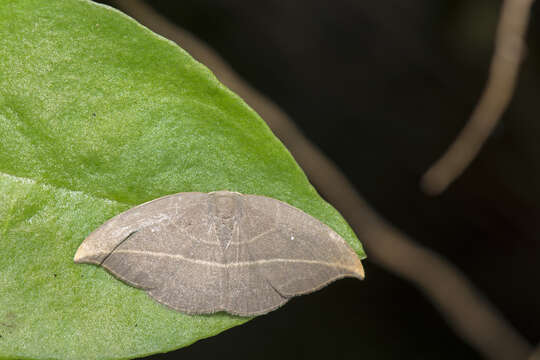 Image of Microblepsis rugosa Watson 1968