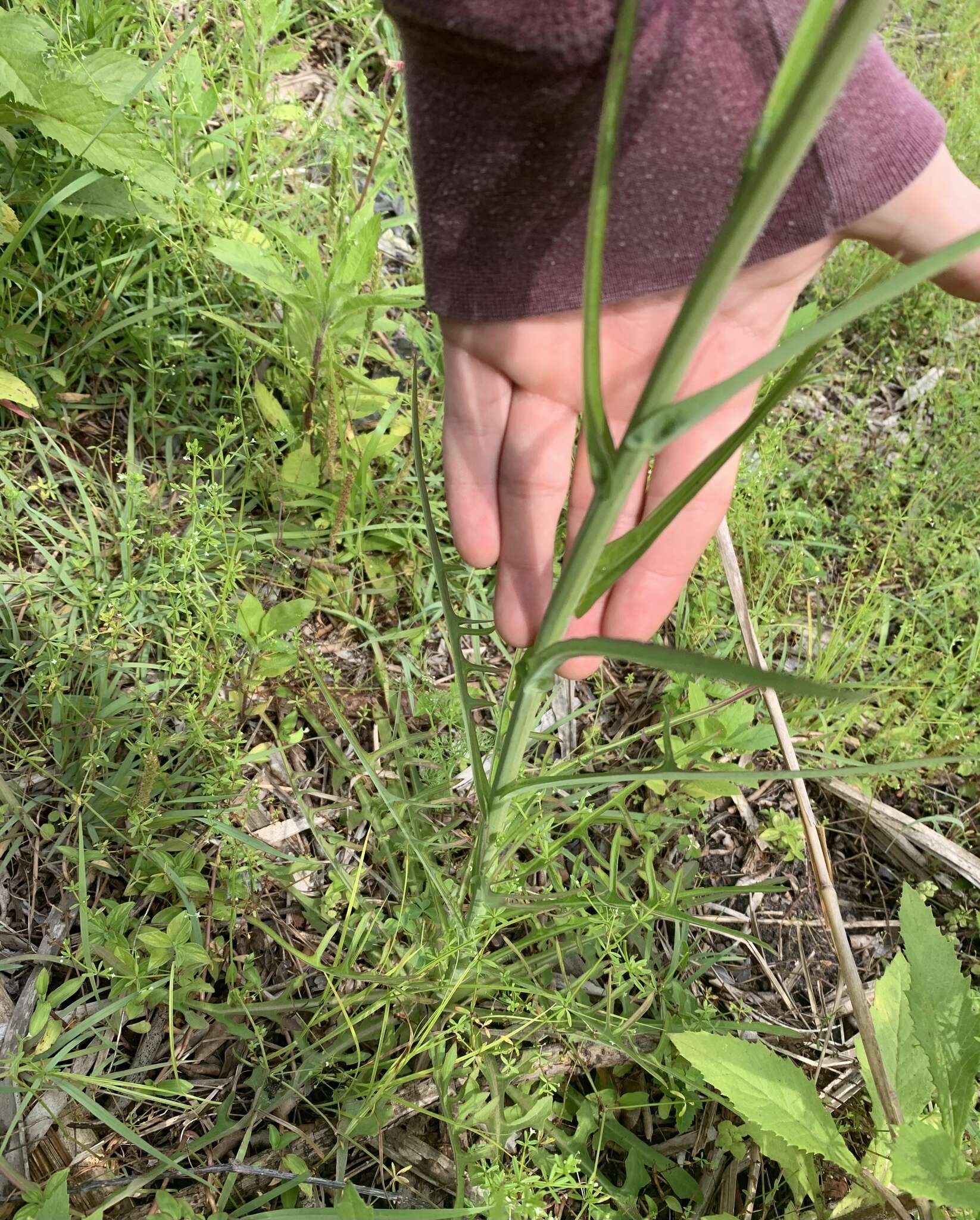 Image of <i>Lactuca <i>graminifolia</i></i> var. graminifolia