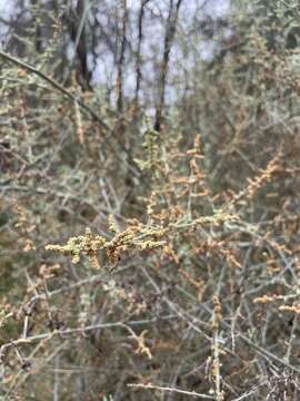 Слика од Chenopodium nitrariaceum (F. Müll.) F. Müll. ex Benth.