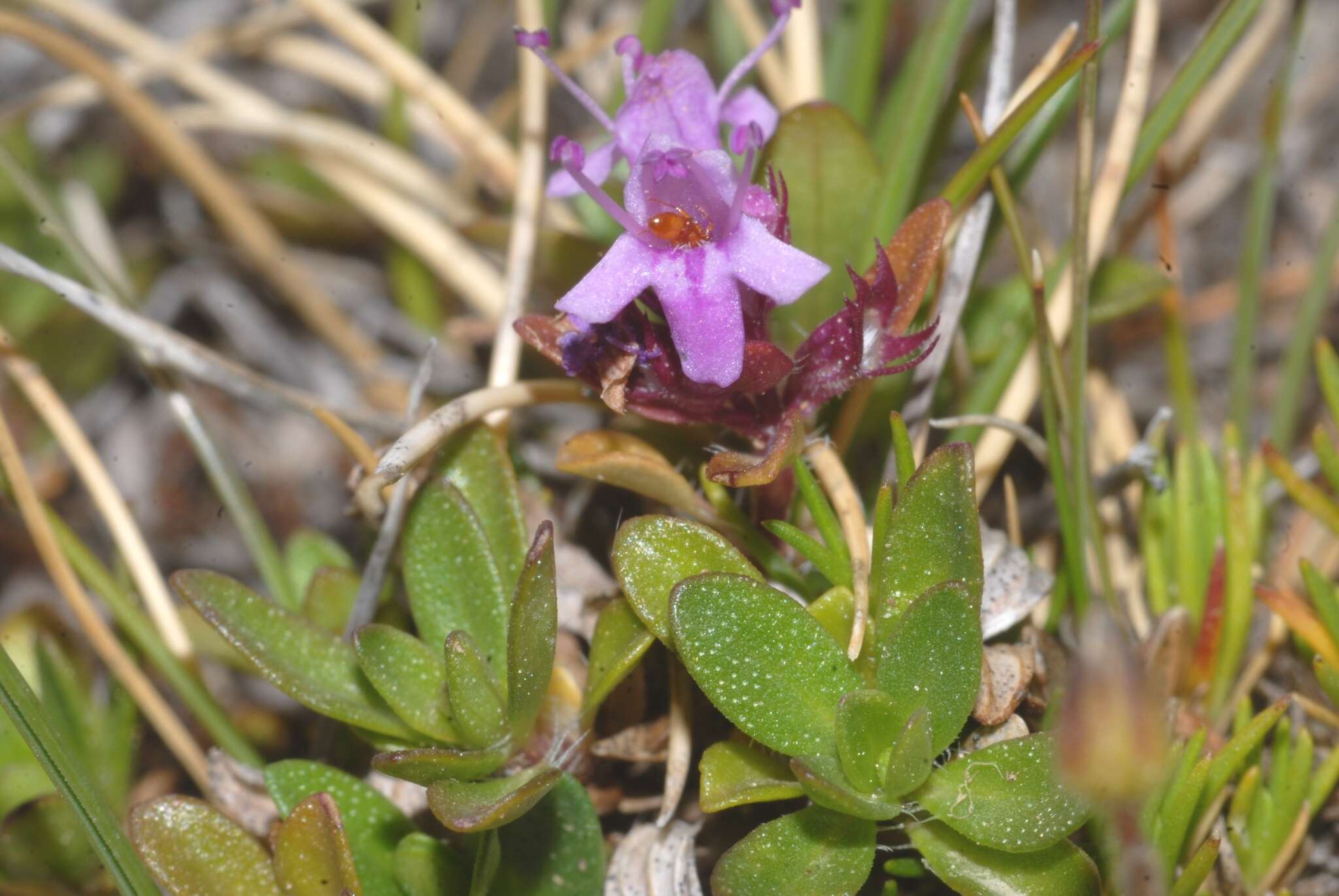 Thymus longicaulis C. Presl resmi