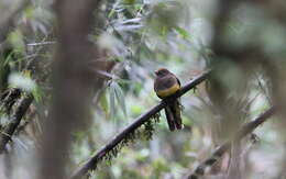 Image of Ward's Trogon