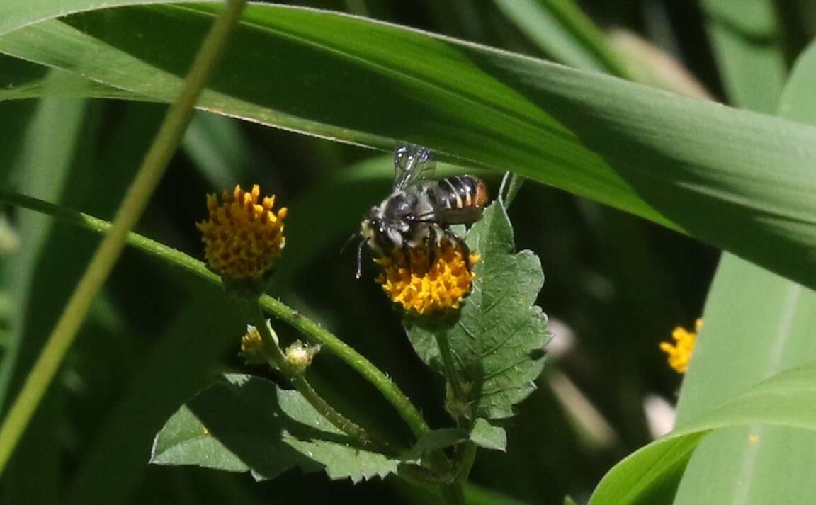 Imagem de Megachile ignescens Cockerell 1929