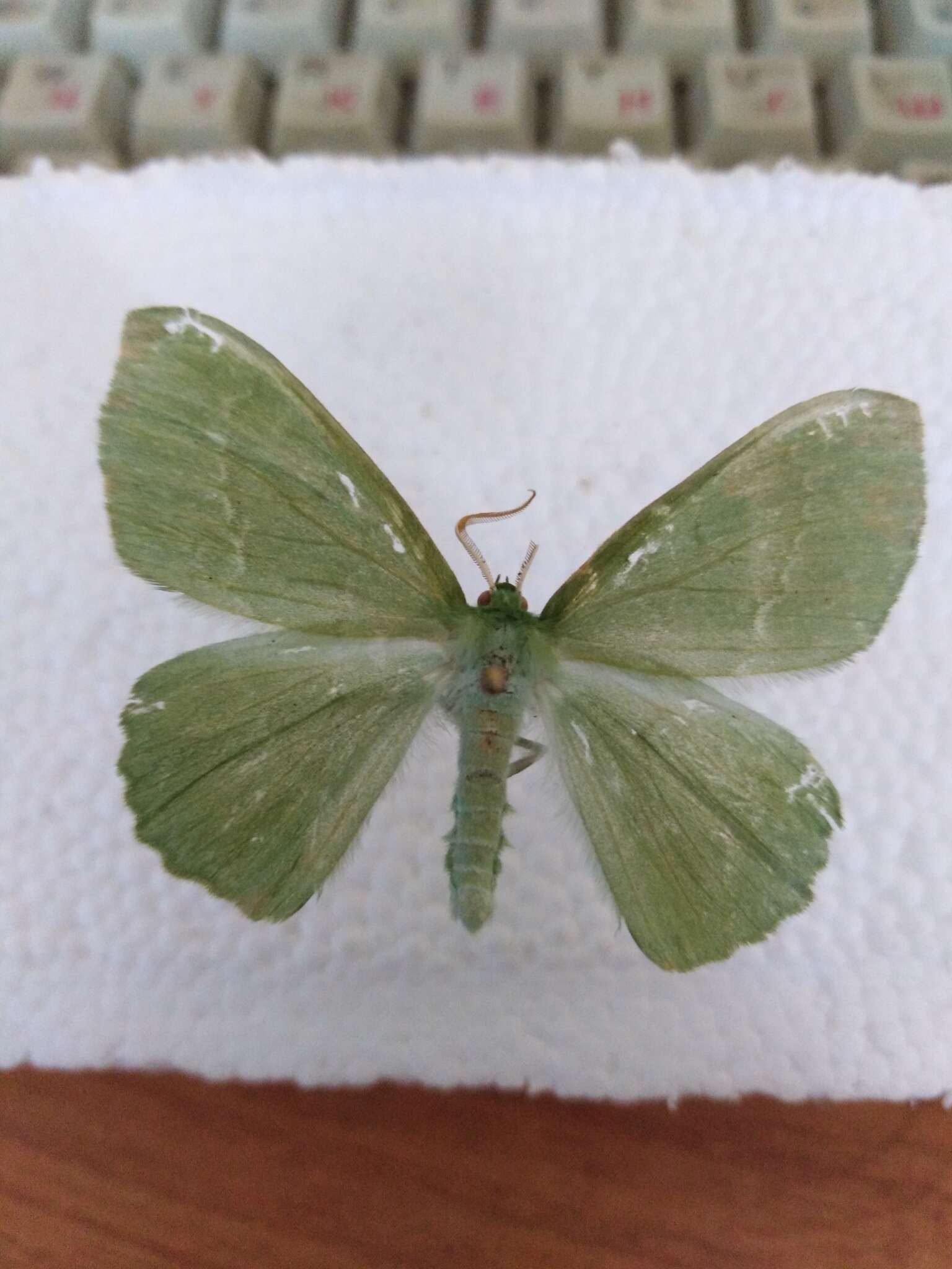 Imagem de Geometra papilionaria Linnaeus 1758