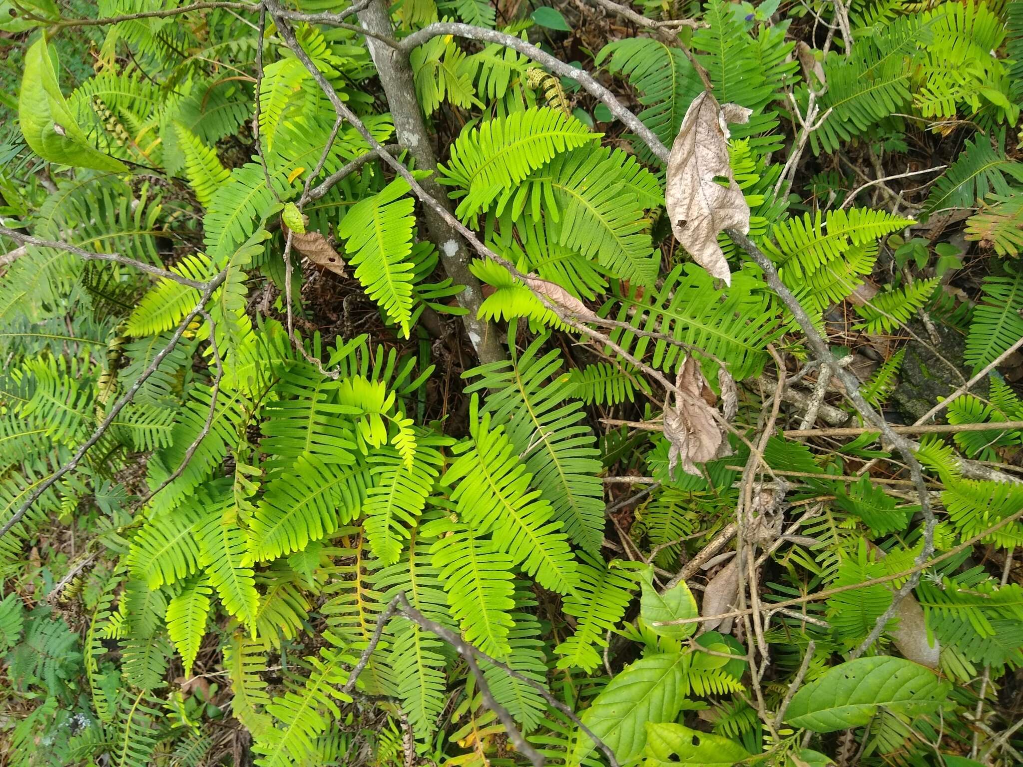 Image of resurrection fern