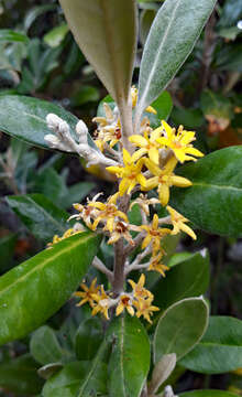 Image of Corokia macrocarpa T. Kirk