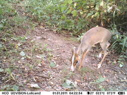 Image of Guenther's Dik-dik