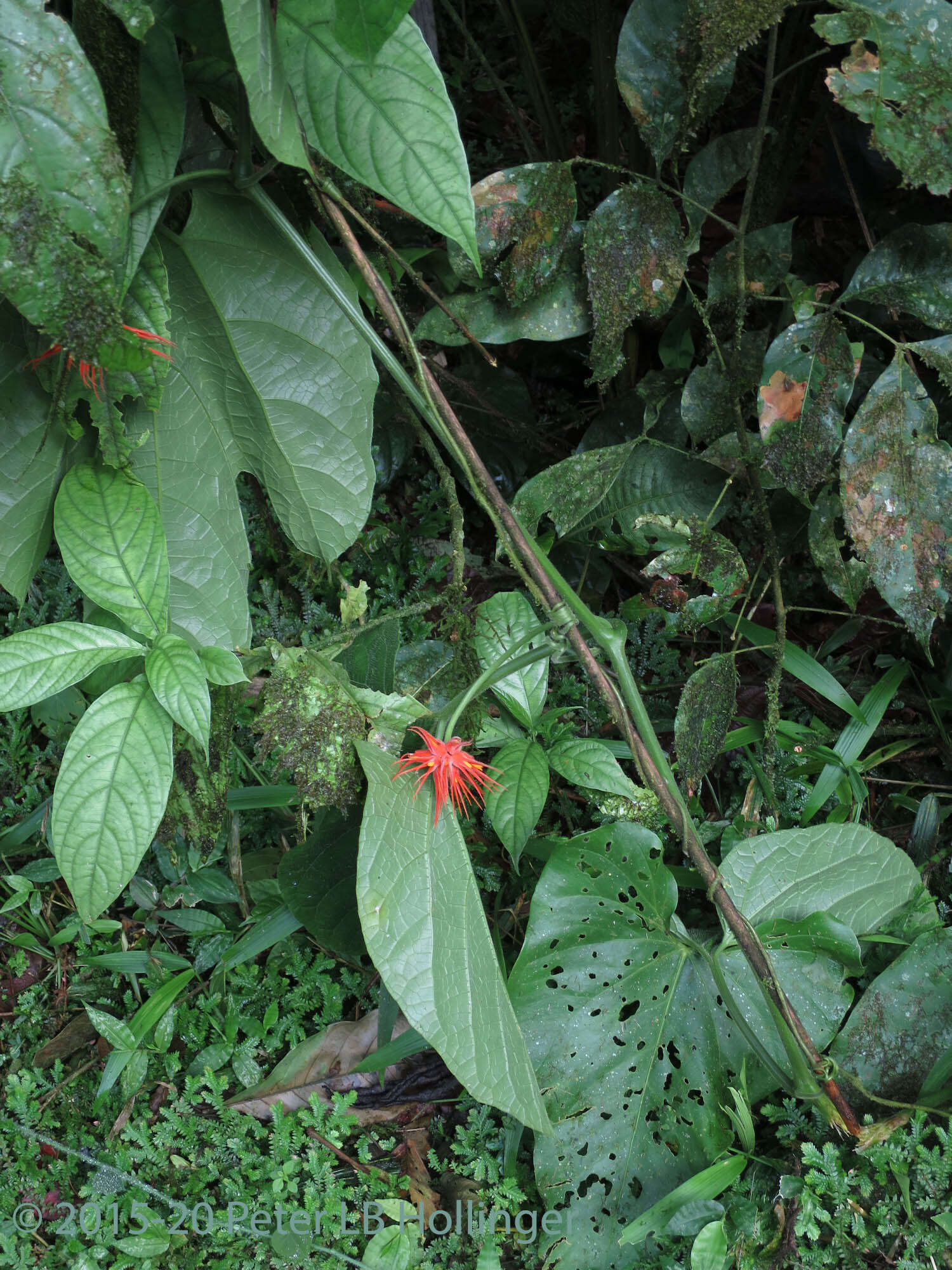 Image of Gurania makoyana (Lam.) Cogn.