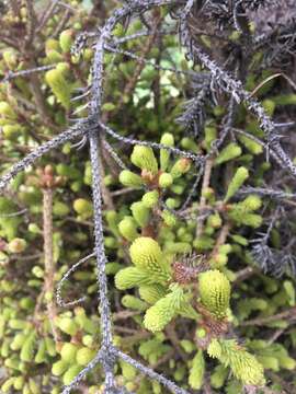 Image de Chrysomyxa arctostaphyli Dietel 1894