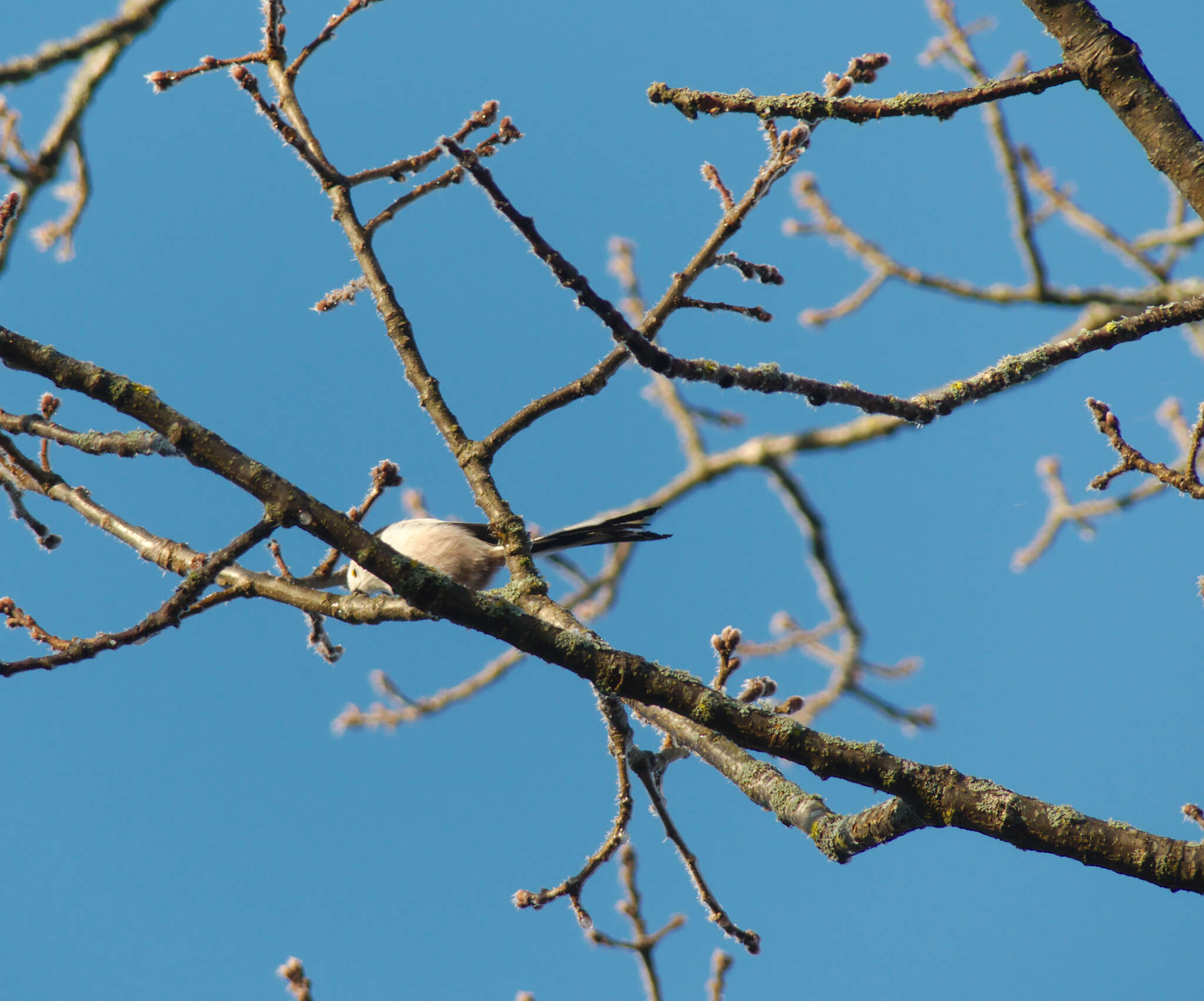 صورة Aegithalos caudatus caudatus (Linnaeus 1758)