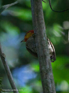 Image of Yellow-throated Woodpecker