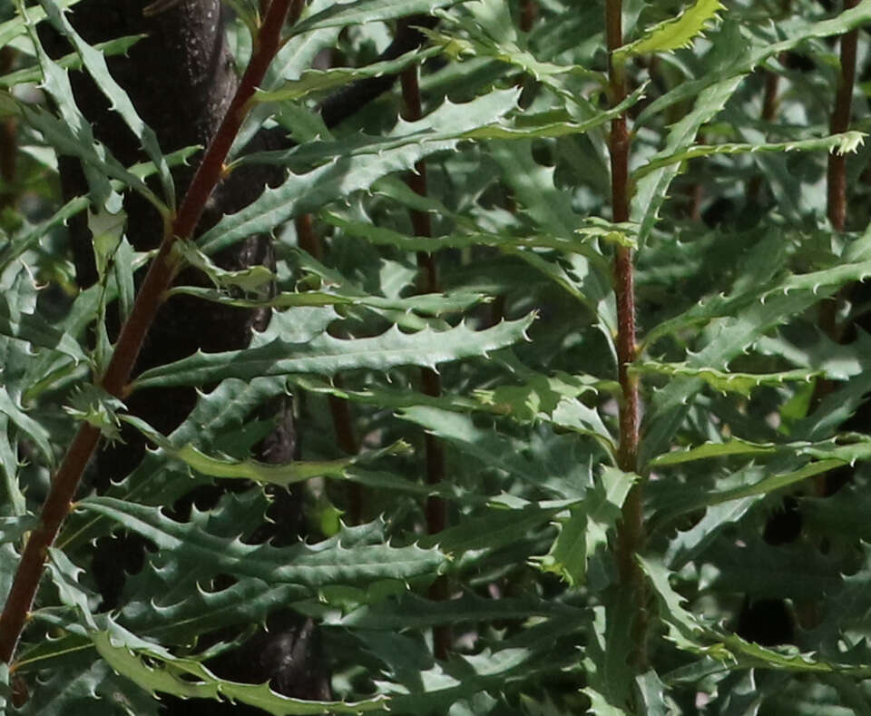 Image of Banksia neoanglica (A. S. George) Stimpson & J. J. Bruhl