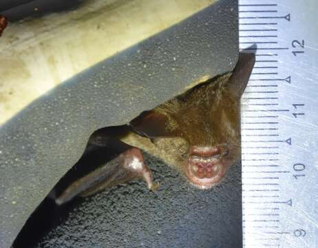 Image of Bi-coloured Leaf-nosed Bat