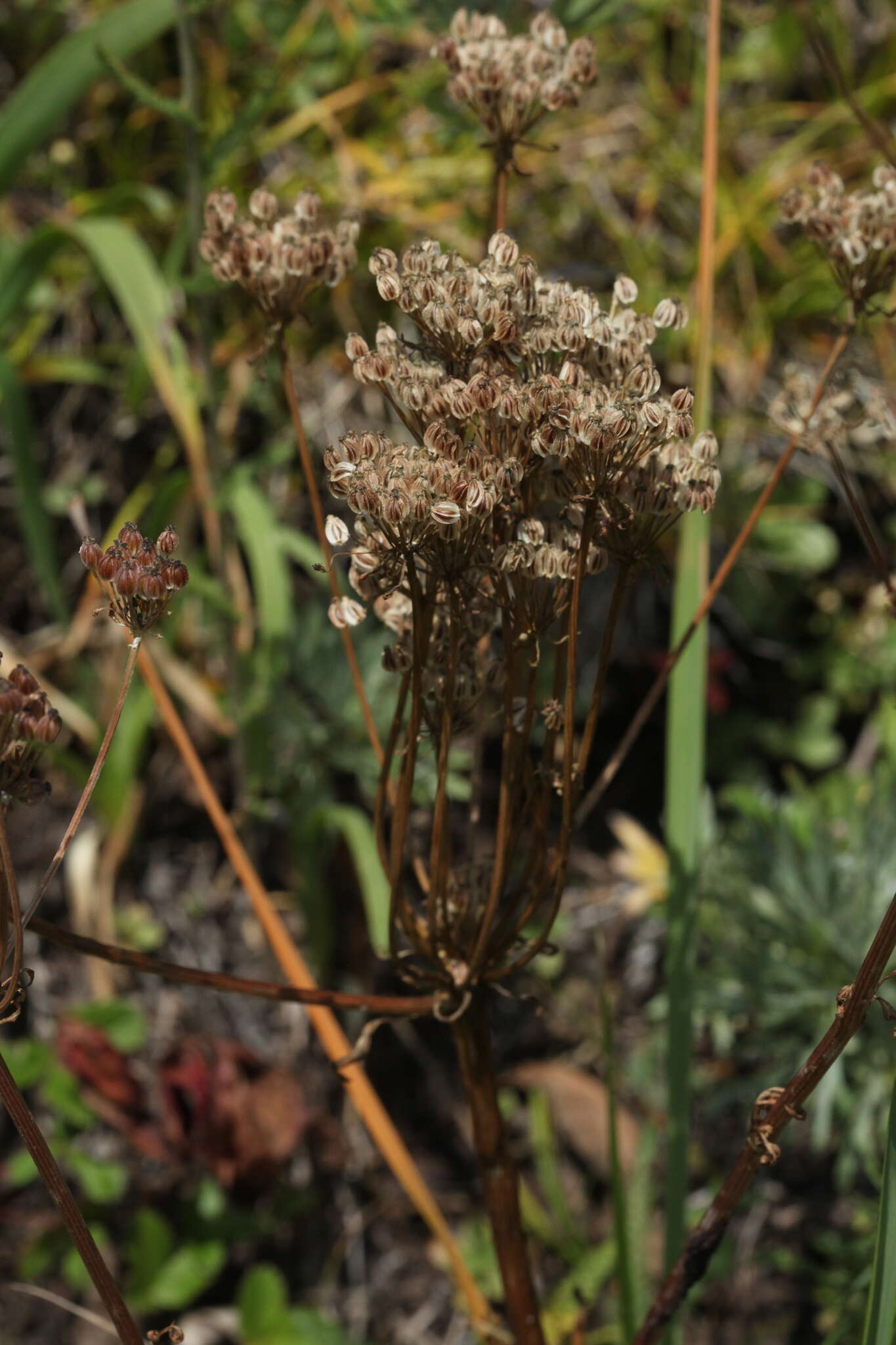 Aulacospermum anomalum (Ledeb.) Ledeb.的圖片