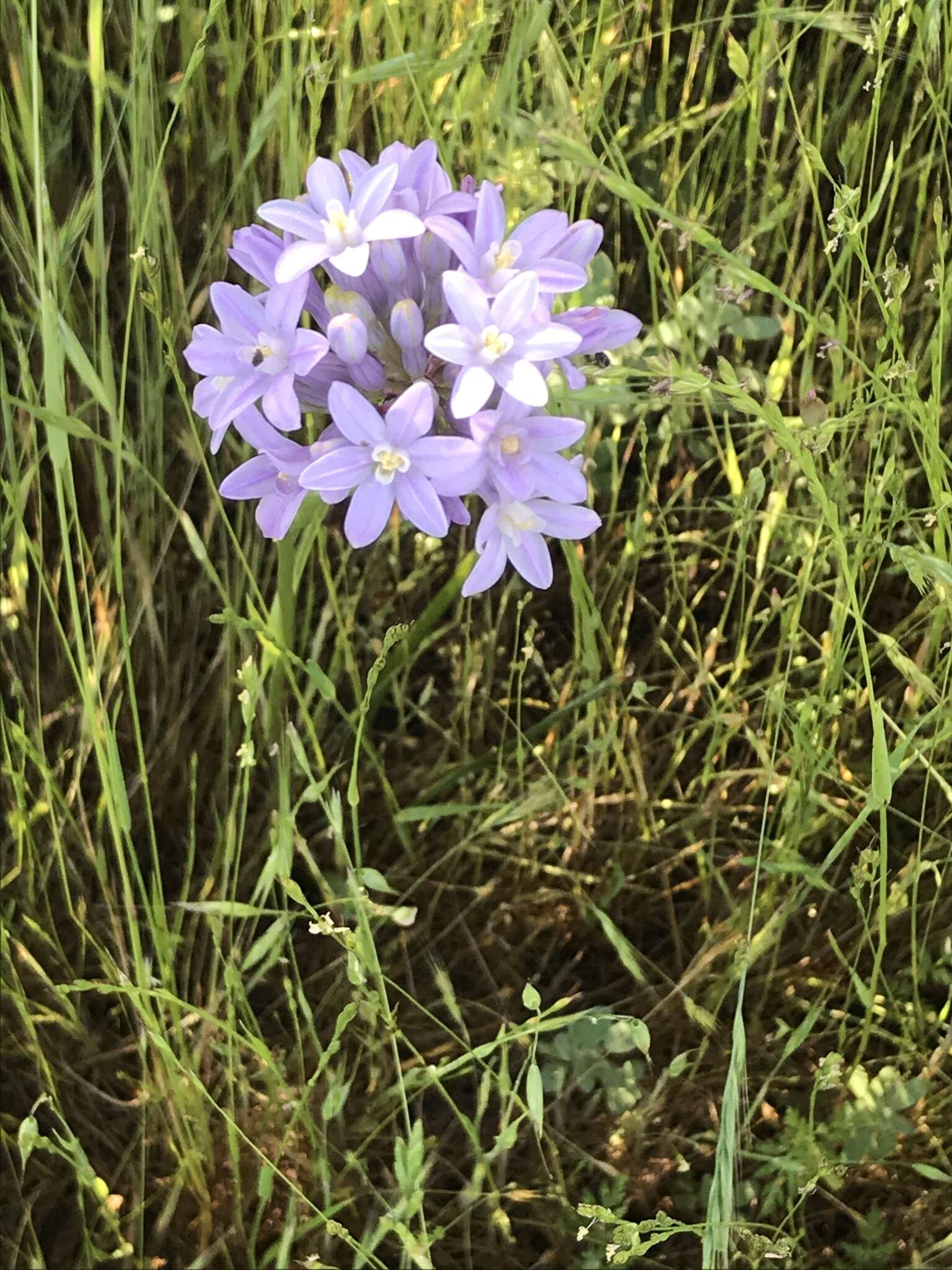 Sivun Dichelostemma multiflorum (Benth.) A. Heller kuva