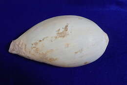 Image of Bailer shell