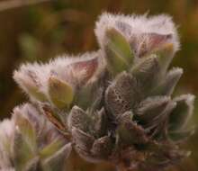 Sivun <i>Liparia calycina</i> kuva